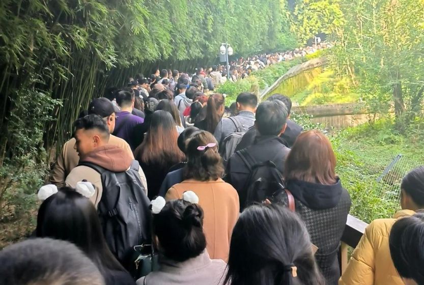 Must-See at Chengdu Panda Base: The Panda Superstar Hua Hua