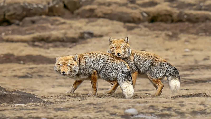 Tibetan fox in the Tibetan Plateau