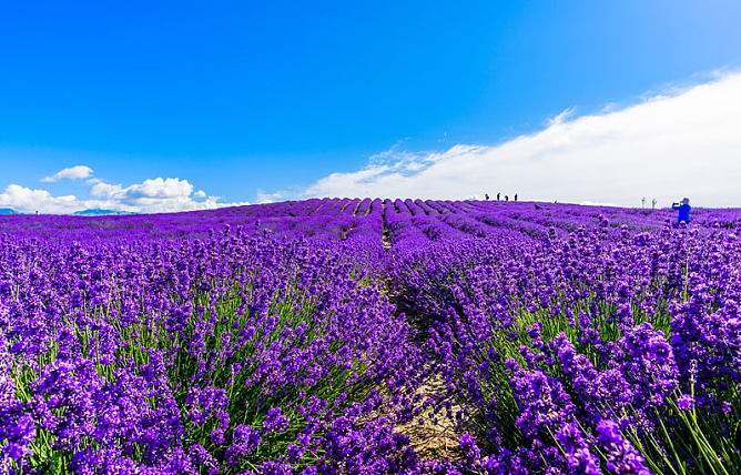 Huocheng Lavender Fields