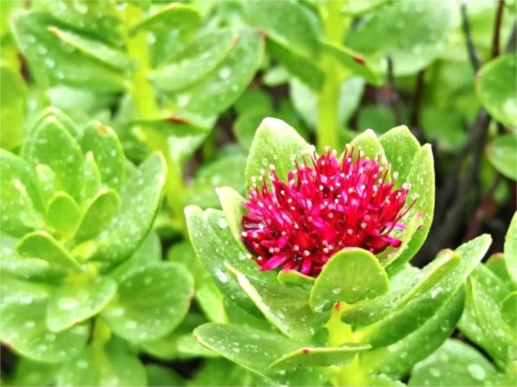 Essential Tibetan Travel Medicine: Rhodiola Rosea Benefits & Usage