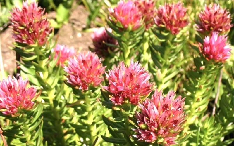 Essential Tibetan Travel Medicine: Rhodiola Rosea Benefits & Usage