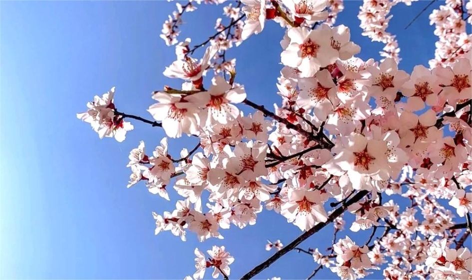 Nyingchi Peach Blossom Festival : Travel Guide & Top Viewing Spots