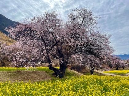 Nyingchi Peach Blossom Season: Best Viewing Spots and Practical Travel Tips