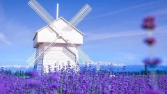 Xinjiang July–August Travel Guide: Best Summer Itinerary & Tips