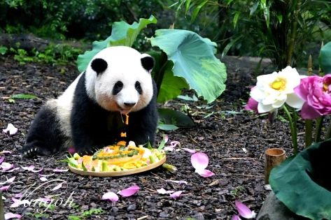 Must-See at Chengdu Panda Base: The Panda Superstar Hua Hua