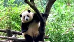Hong Kong to Chengdu Travel Guide: Transportation, Itinerary & Practical Tips
