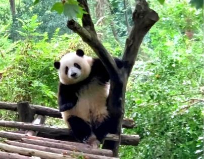 Must-See at Chengdu Panda Base: The Panda Superstar Hua Hua