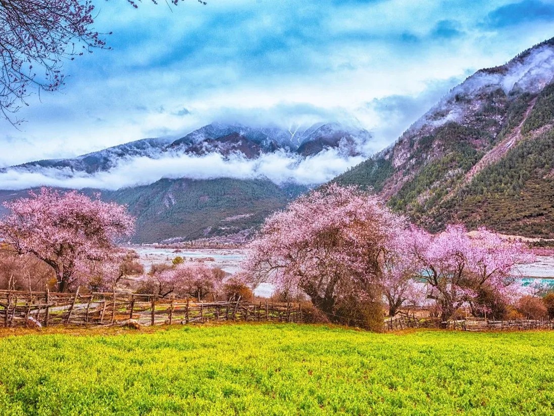 11-Day Tibet Peach Blossom Tour: Nyingchi, Lhasa, Yamdrok Lake & Shigatse