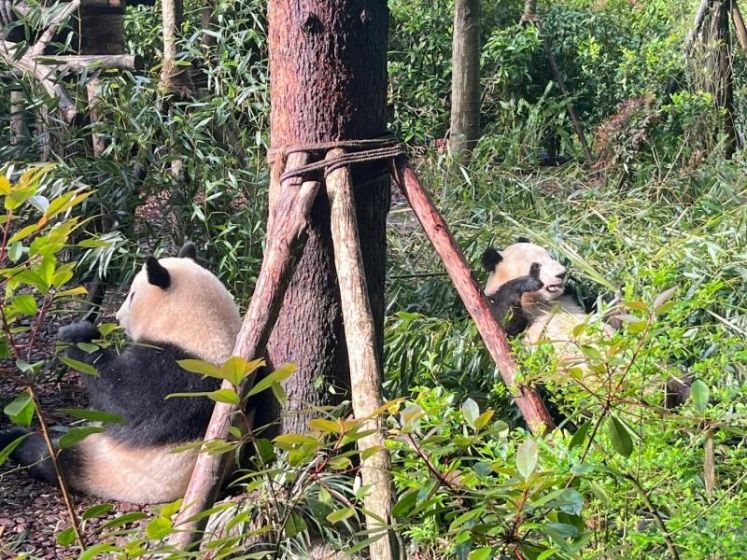 Where to Go in Dujiangyan: Complete Travel Guide Near Chengdu