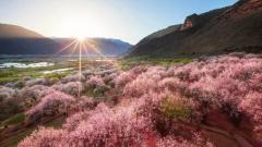 Nyingchi Peach Blossom Festival : Travel Guide & Top Viewing Spots
