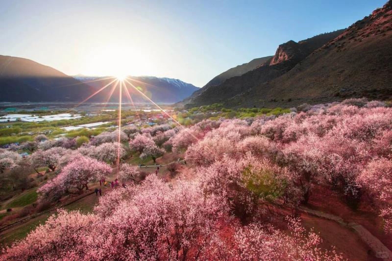 Nyingchi Peach Blossom Festival : Travel Guide & Top Viewing Spots