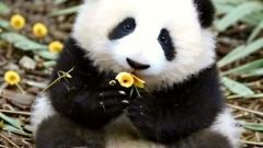 Must-See at Chengdu Panda Base: The Panda Superstar Hua Hua