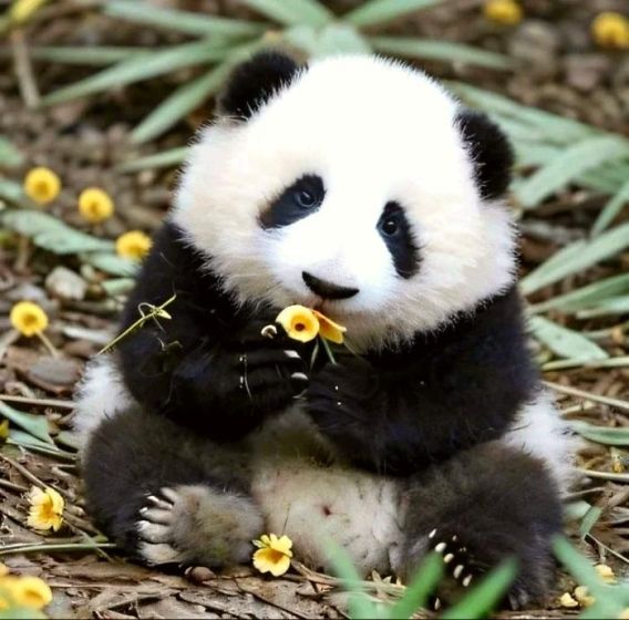 Must-See at Chengdu Panda Base: The Panda Superstar Hua Hua
