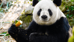China Chengdu Panda Tour Packages: Best Guide for Panda Tours