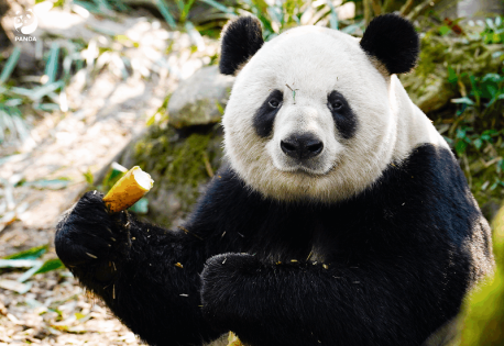 China Chengdu Panda Tour Packages: Best Guide for Panda Tours