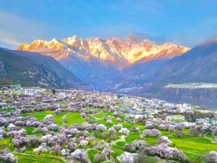 Nyingchi Peach Blossom Festival : Travel Guide & Top Viewing Spots