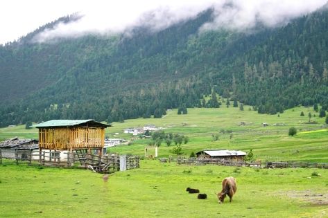 A Local’s Guide to Nyingchi: Tibet’s Secret Paradise