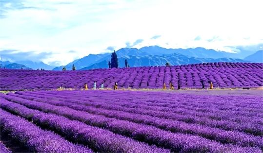 Xinjiang July–August Travel Guide: Best Summer Itinerary & Tips