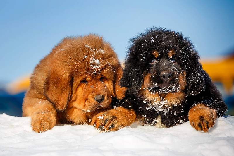 Tibetan Mastiffs