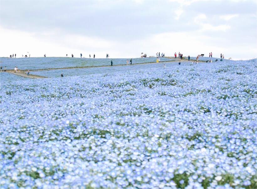 6-Day Deluxe Yunnan Tour: Lijiang , Dali, Kunming& Snow Mountains
