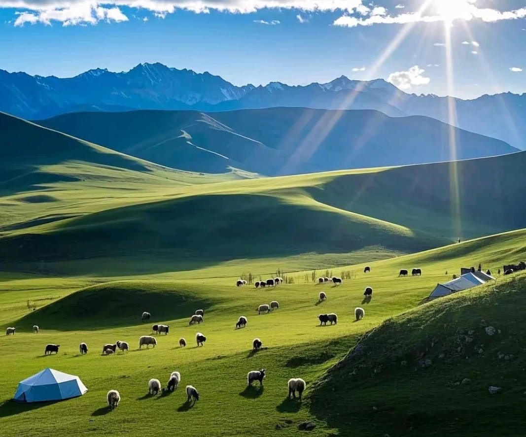 夏季的西藏大草原