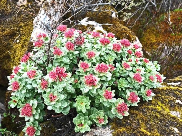 Essential Tibetan Travel Medicine: Rhodiola Rosea Benefits & Usage