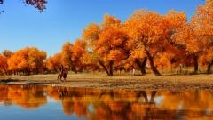 Korla's Populus Euphratica Forest: An Oasis Miracle on the Edge of the Taklamakan Desert