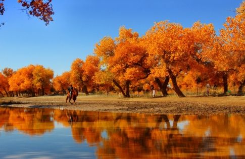 Korla’s Populus Euphratica Forest: An Oasis Miracle on the Edge of the Taklamakan Desert