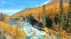 Autumn Travel to Kanas and Hemu – Northern Xinjiang’s Golden Paradise