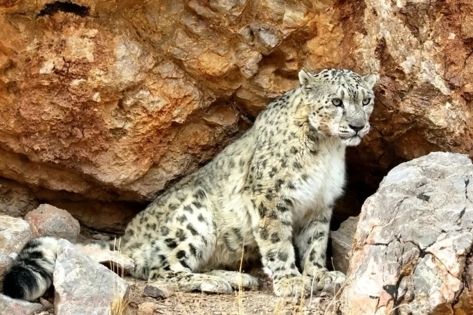 Wildlife Watching in Tibet: Rare Animals of the Plateau