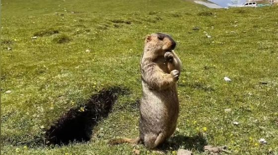 Wildlife Watching in Tibet: Rare Animals of the Plateau