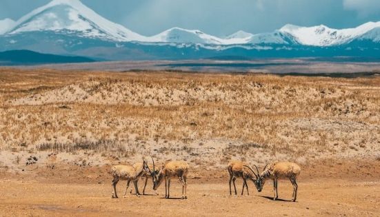 Hoh Xil Nature Reserve