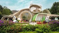 Panda Volunteer Experience in Chengdu: What You Need to Know