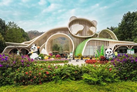 Panda Volunteer Experience in Chengdu: What You Need to Know