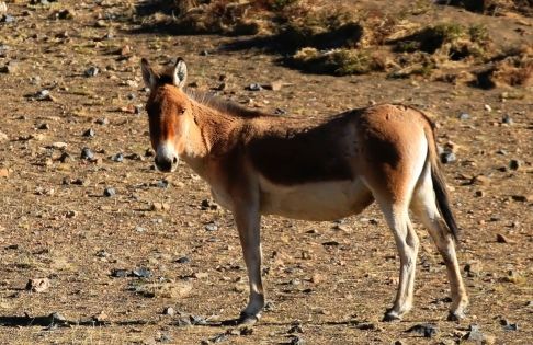 Wildlife Watching in Tibet: Rare Animals of the Plateau