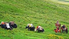 The Role of Yak in Tibetan Daily Life and Culture