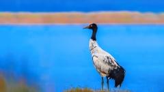 Wildlife Watching in Tibet: Rare Animals of the Plateau