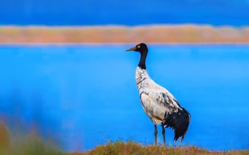 Wildlife Watching in Tibet: Rare Animals of the Plateau