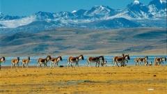 Exploring Tibet’s Border Towns: Gyirong, Yadong & Zhangmu