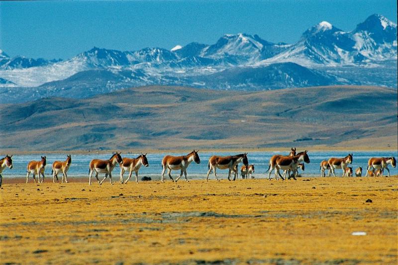 Exploring Tibet’s Border Towns: Gyirong, Yadong & Zhangmu