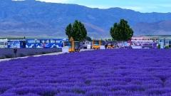 Yining's Lavender Fields: The Provence of China