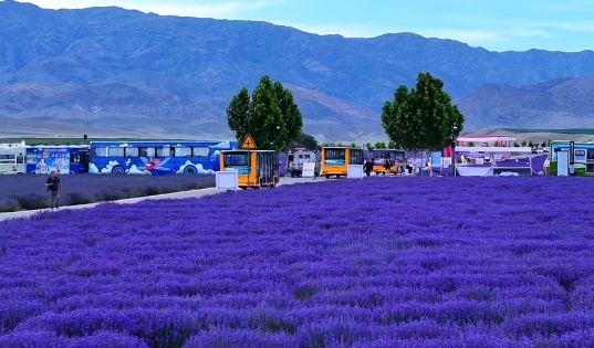 Yining's Lavender Fields: The Provence of China