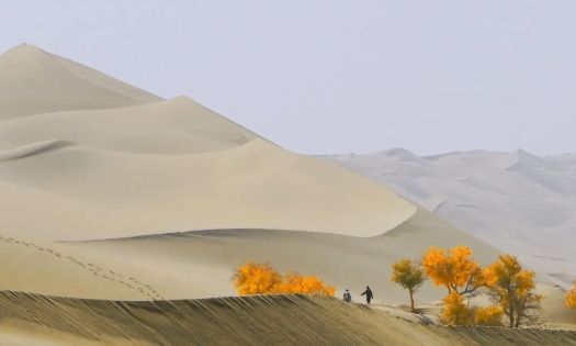 Korla’s Populus Euphratica Forest: An Oasis Miracle on the Edge of the Taklamakan Desert