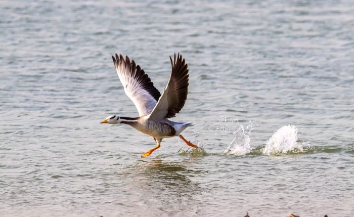 bird