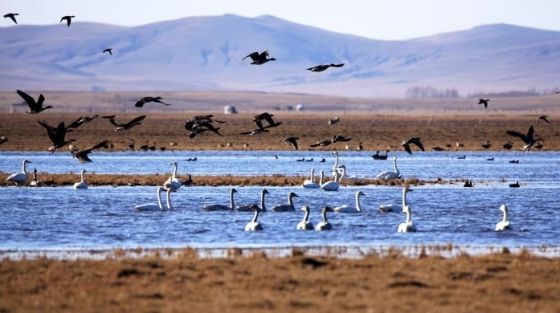 Winter Birdwatching in Lhasa: A Hidden Gem for Nature Lovers