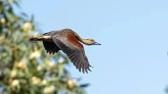Winter Birdwatching in Lhasa: A Hidden Gem for Nature Lovers