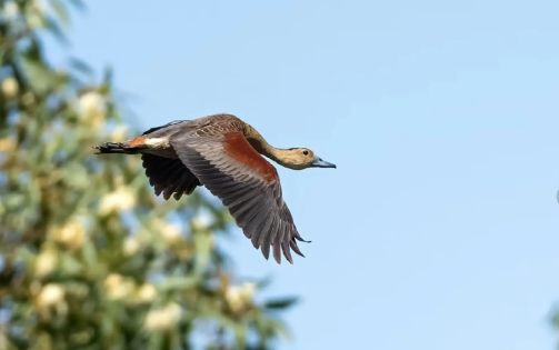 Winter Birdwatching in Lhasa: A Hidden Gem for Nature Lovers