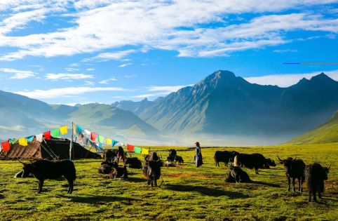 The Wild Beauty of Nagqu Grasslands