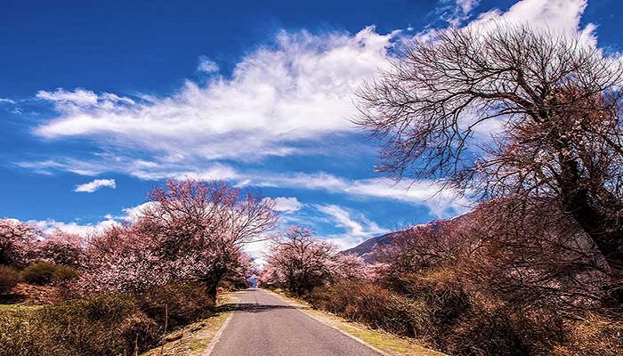 波密桃花