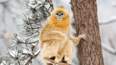 How Sichuan Became One of the World’s Most Biodiverse Regions